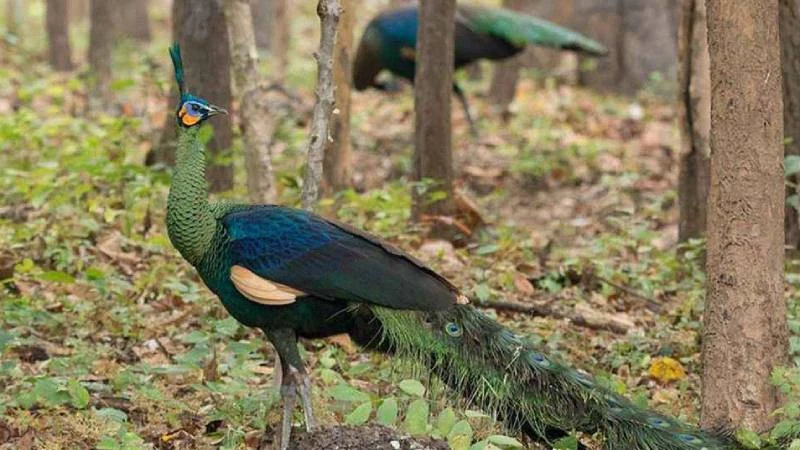বাংলাদেশ থেকে বিলুপ্ত ৩১ প্রজাতির বন্যপ্রাণী, হালনাগাদ হচ্ছে রেড লিস্ট