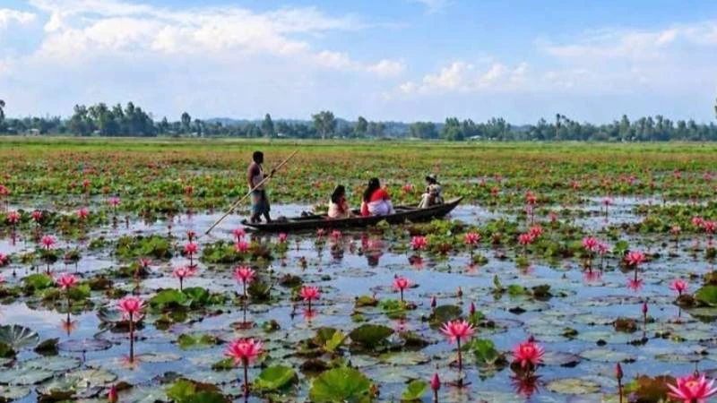 টুঙ্গিপাড়ায় পানির বুকে লাল শাপলার গালিচা