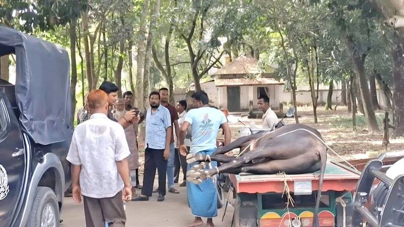 পীরগঞ্জে অসুস্থ গরু জবাইয়ের চেষ্টা, ২ কসাইয়ের কারাদণ্ড