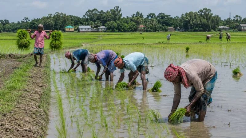 পাট ঘরে, এখন ধান চাষে ব্যস্ত টুঙ্গিপাড়ার কৃষক