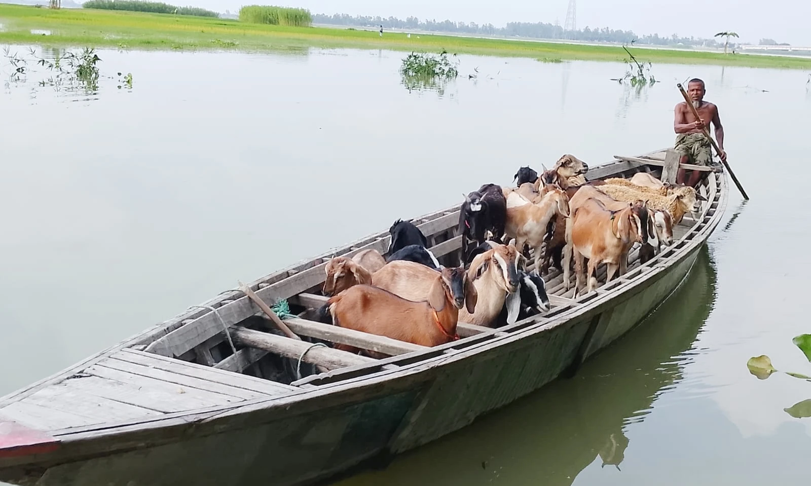নৌকায় ছাগল পারাপার, তিস্তায় জীবিকার লড়াই