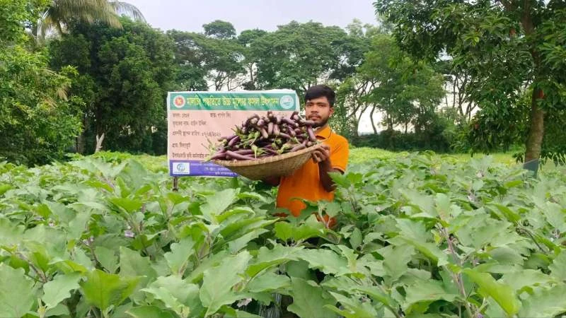 মালচিং পদ্ধতিতে বেগুন চাষে মাঈন উদ্দিনের বাজিমাত