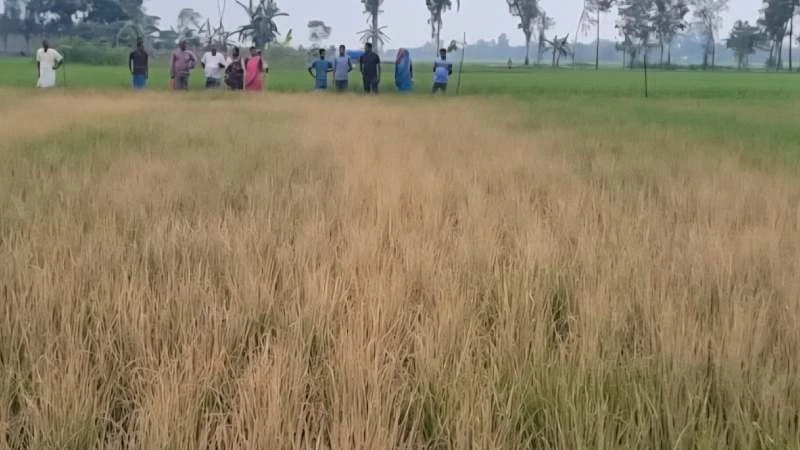 পীরগঞ্জে ধানক্ষেতে বিষাক্ত কীটনাশক প্রয়োগ করে ফসল নষ্ট করার অভিযোগ