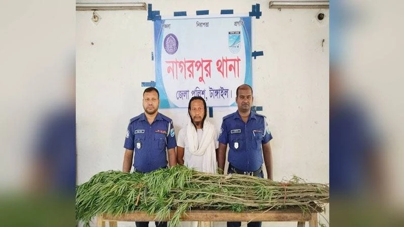 নাগরপুরে ৫টি গাঁজা গাছসহ মাদক ব্যবসায়ী আটক
