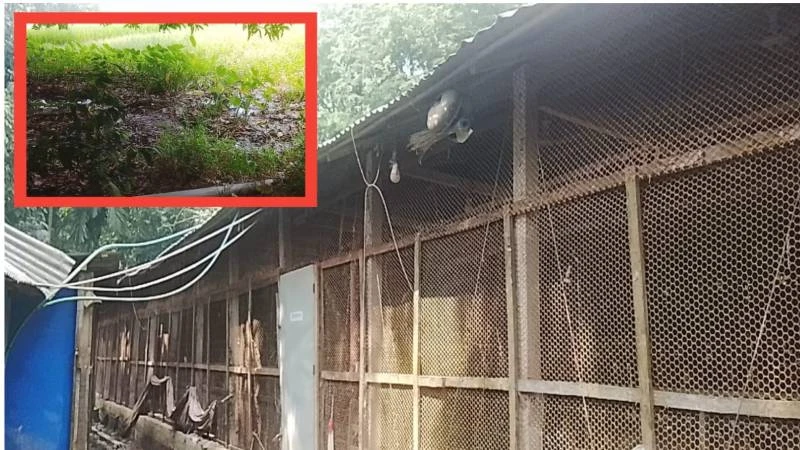 খাল-পুকুরে পোল্ট্রি বর্জ্য, দুর্গন্ধে অতিষ্ঠ মতলব উত্তরের শতাধিক পরিবার