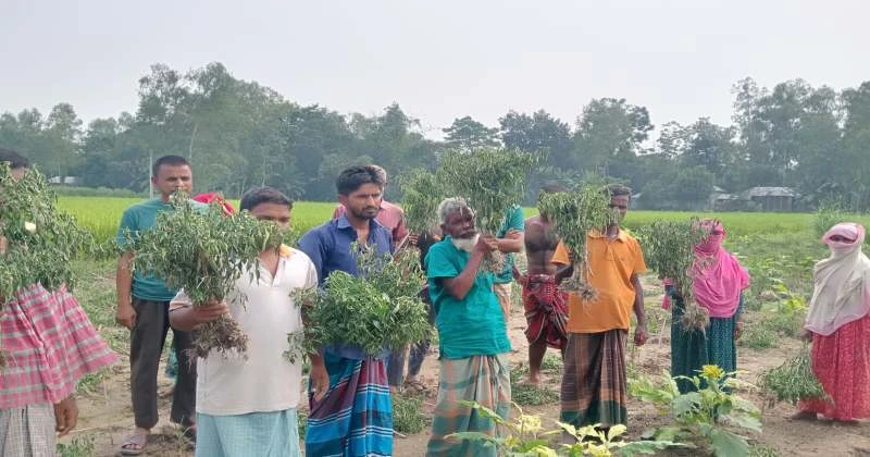 ধুনটে মরিচের ক্ষেত তছনছ, কৃষকের আহাজারি