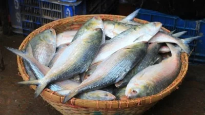 ইলিশ চাষের অনুমতি দেয়নি সরকার: মৎস্য মন্ত্রণালয়