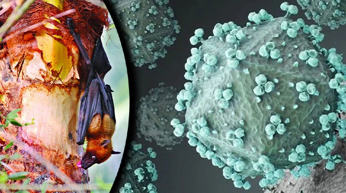 নিপাহর মতো আরেক ভাইরাস প্রাণঘাতী হয়ে উঠছে