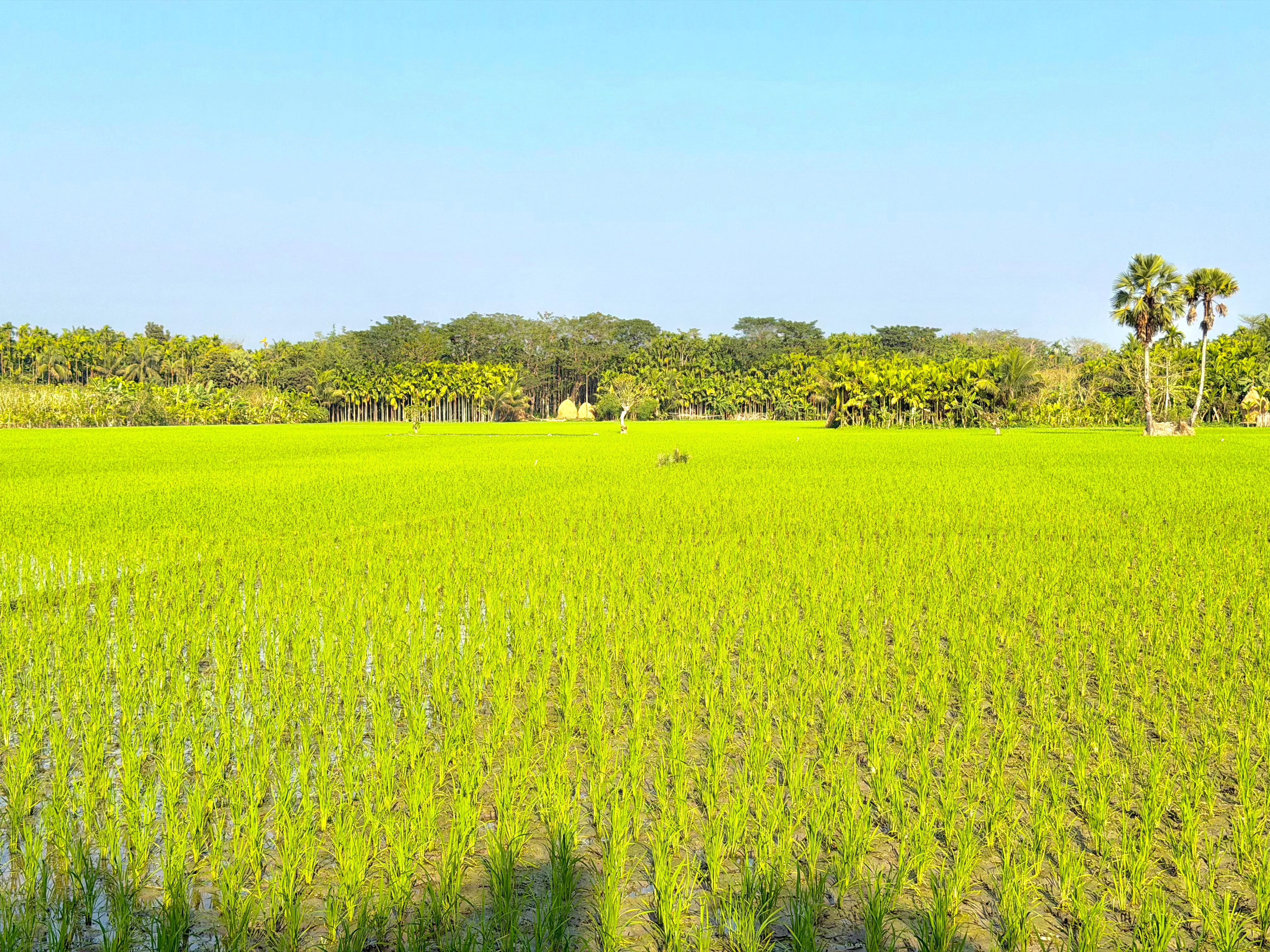 রায়পুরে বোরো চাষে আশাবাদ, ১০,৪০০ হেক্টরে আবাদ সম্পন্ন