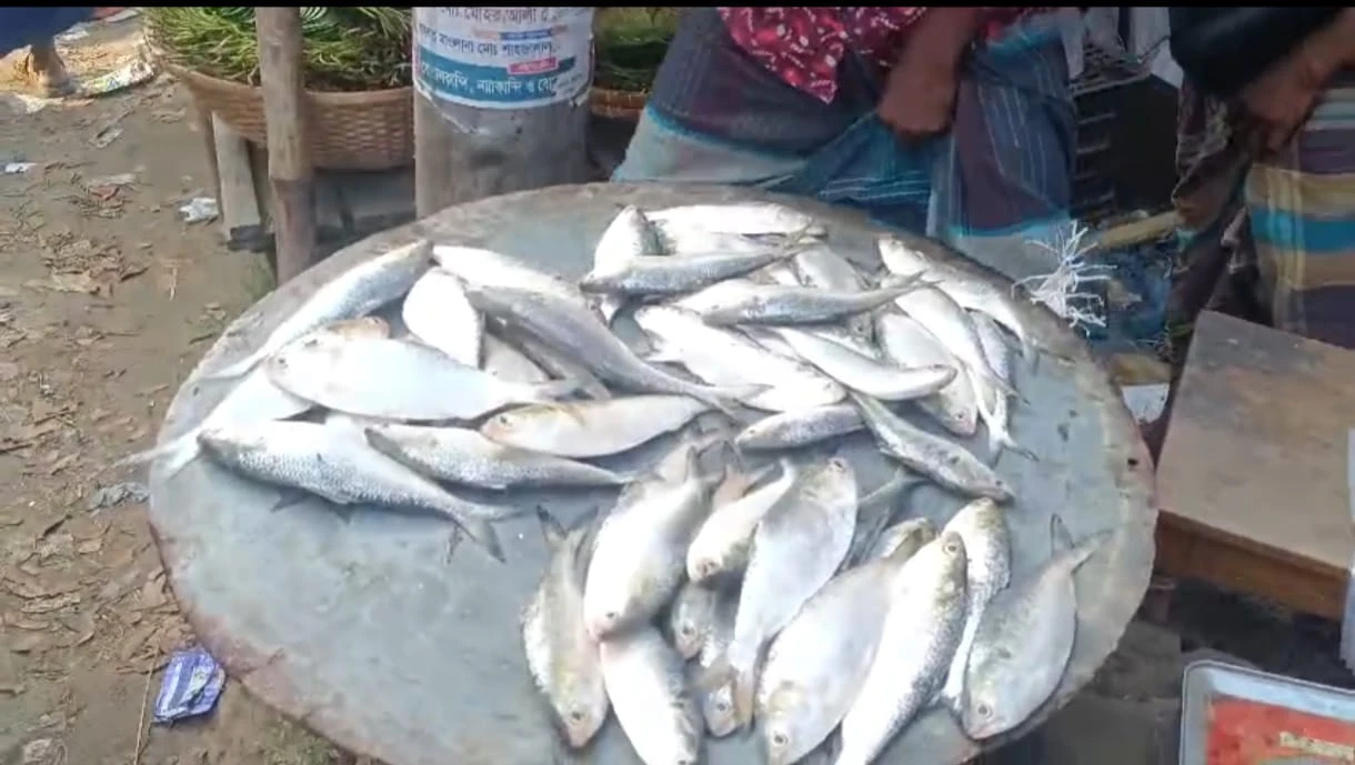 মতলব উত্তরে নিষেধাজ্ঞা অমান্য করে প্রকাশ্যে জাটকা বিক্রি