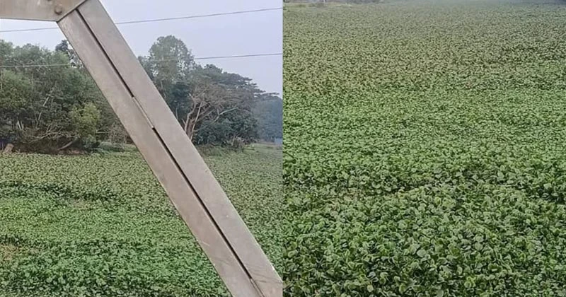 ৩৮ বছরেও খনন হয়নি মেঘনা-ধনাগোদা সেচ প্রকল্পের খাল