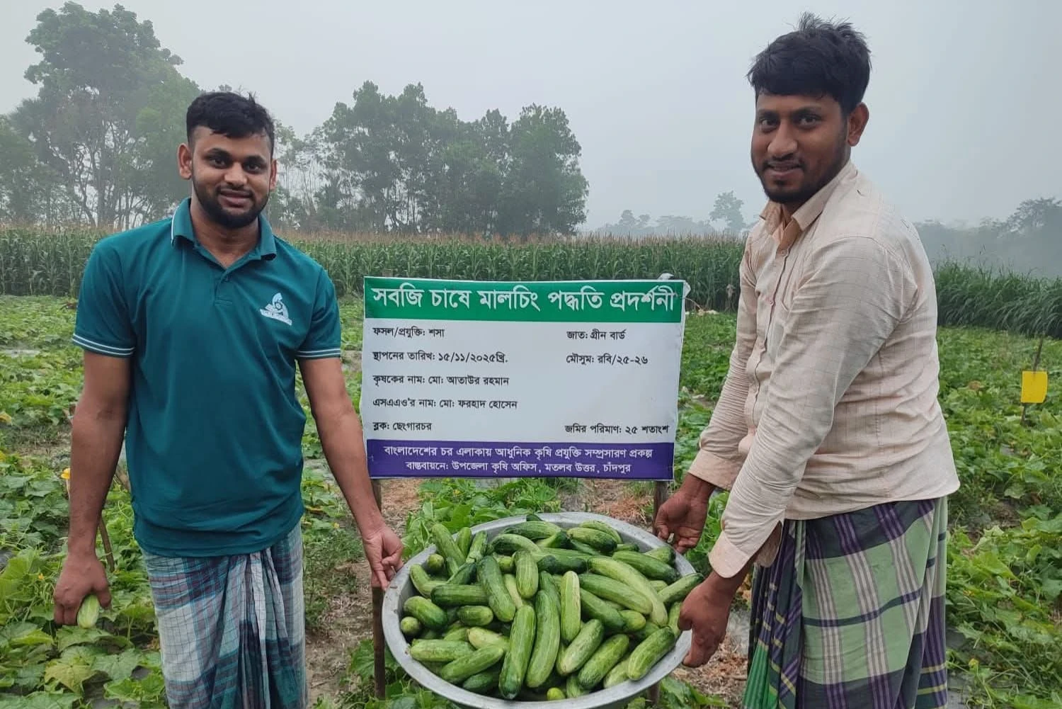 মতলব উত্তরে শসা চাষে লোকসান, খিরা চাষে ঝুঁকছেন কৃষকরা