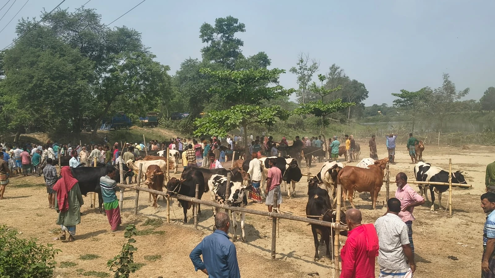 ঈদুল ফিতরকে সামনে রেখে মতলবে জমে উঠেছে পশুহাট