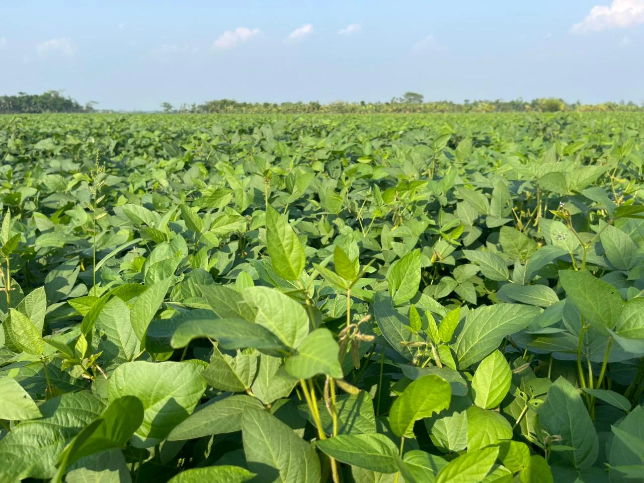 রায়পুরে সয়াবিন চাষে বিপ্লব, উৎপাদন ছাড়াতে পারে লক্ষ্যমাত্রা