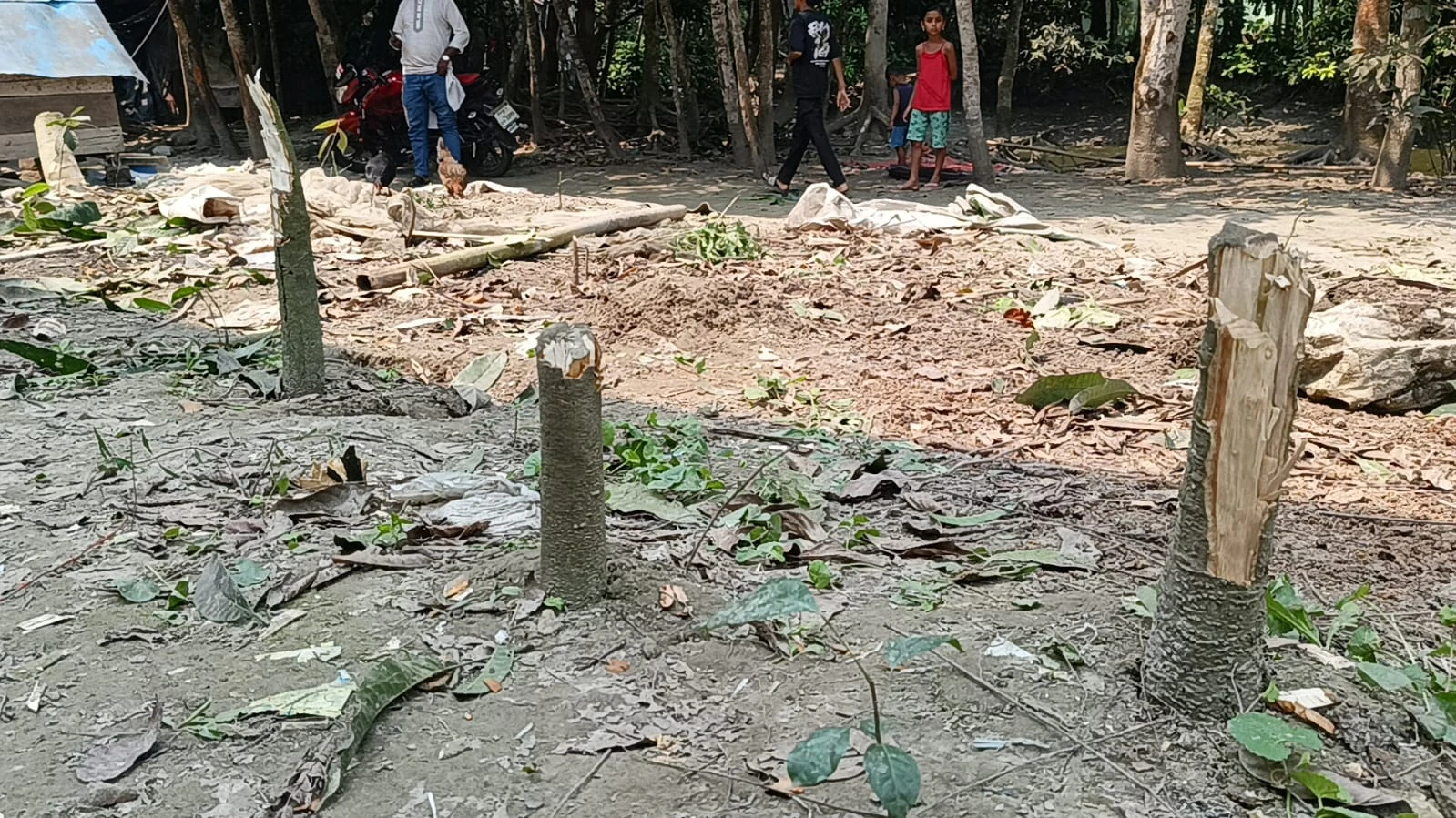 আদালতের নিষেধাজ্ঞা উপেক্ষা করে মতলব উত্তরে গাছ কাটার অভিযোগ