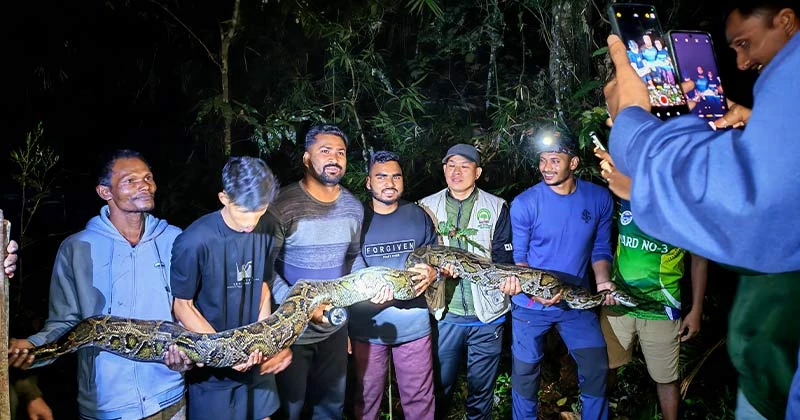 ৪০ কেজি ওজনের এই বিশাল অজগরটি লাউয়াছড়ার বনে অবমুক্ত