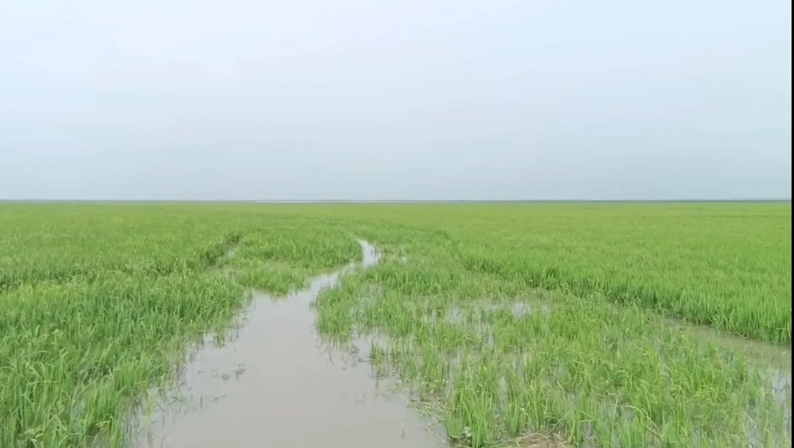 জামালগঞ্জে কৃষকের স্বপ্নের ফসল বৃষ্টির পানির নিচে