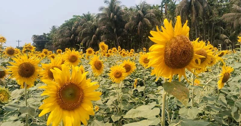 সূর্যমুখী চাষে এগোচ্ছে রায়পুর, বাড়ছে আবাদি জমি