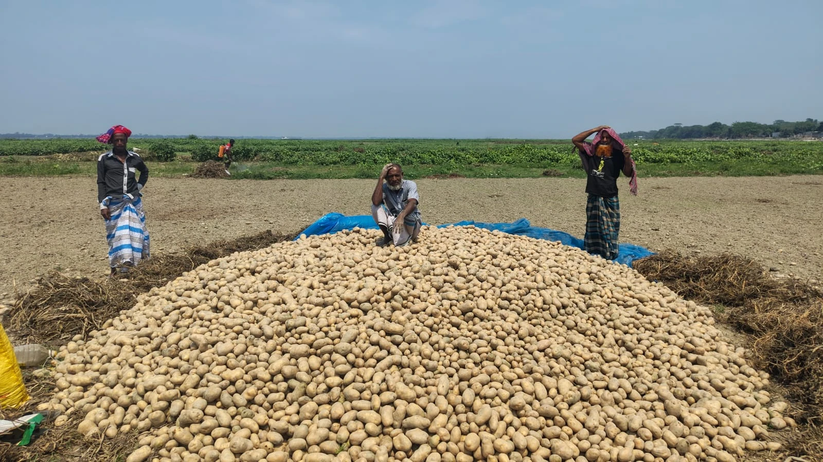 বাম্পার ফলনের স্বপ্ন ভেস্তে গেল বৃষ্টির পানিতে, ঋণের বোঝায় দিশেহারা কৃষক