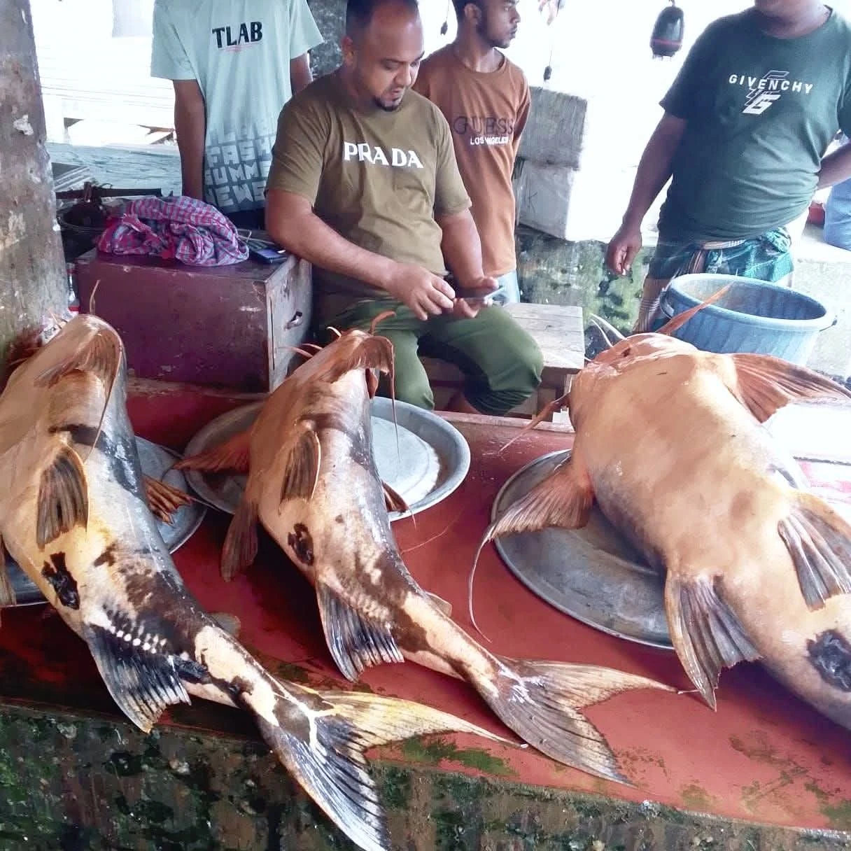 রাজনগর বাজারে প্রকাশ্যে বিক্রি হচ্ছে নিষিদ্ধ বাঘাই মাছ, প্রশাসন নীরব