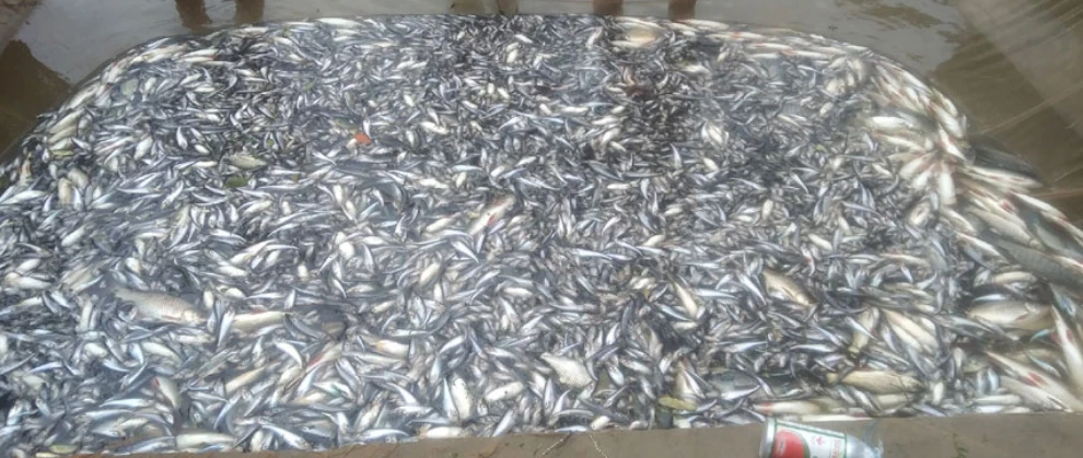 বগুড়ায় গভীর রাতে পুকুরে বিষ, ভেসে উঠল লাখ টাকার মাছ