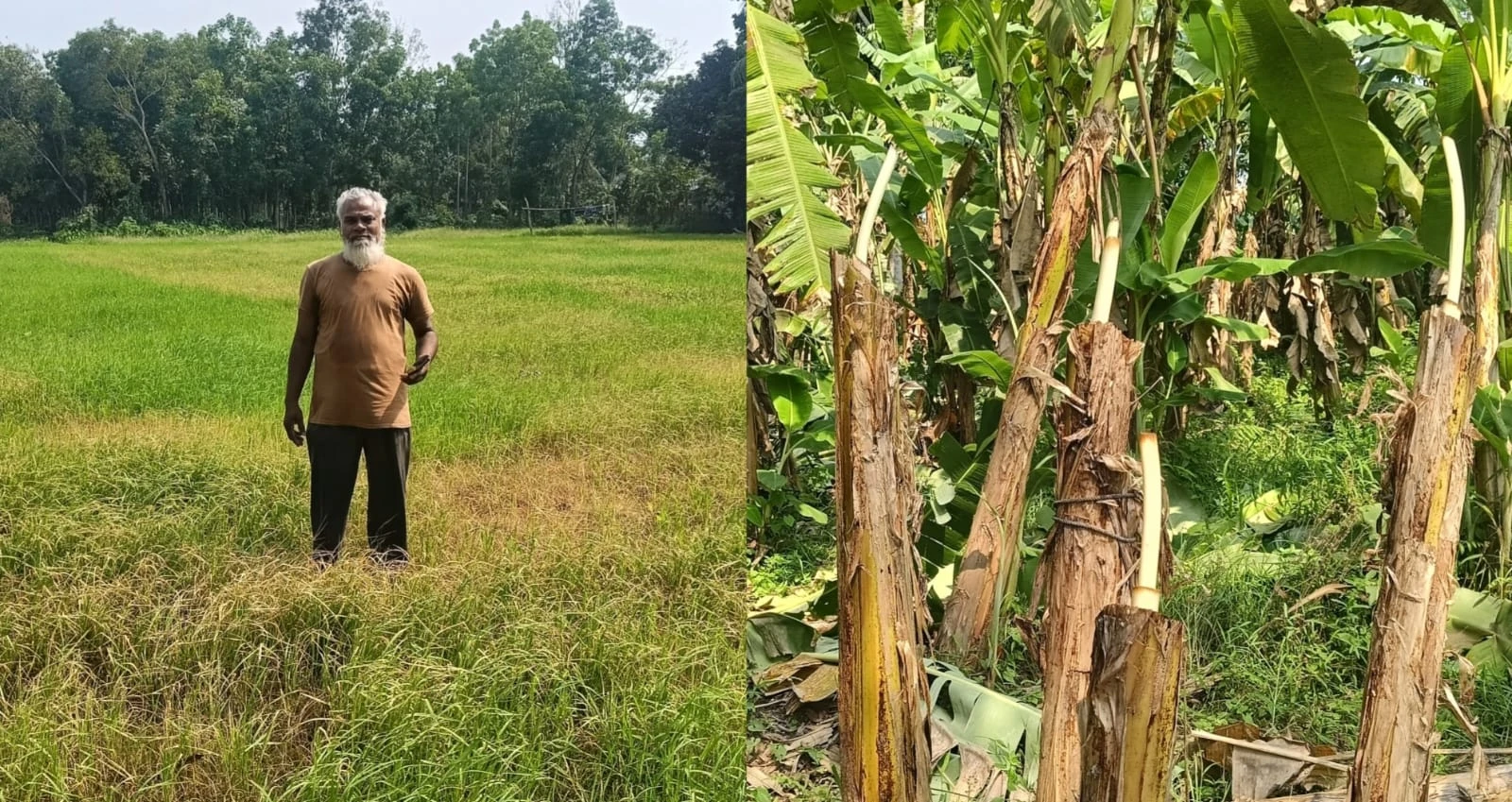 মতলবে রাতে বিষ প্রয়োগে ধানক্ষেত নষ্ট, কেটে ফেলা হলো কলাগাছ