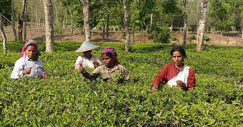 মৌলভীবাজারের বৃষ্টির ছোঁয়ায় বদলে গেছে চা বাগান, মৌসুমের শুরুতেই ব্যস্ত চা শ্রমিকরা