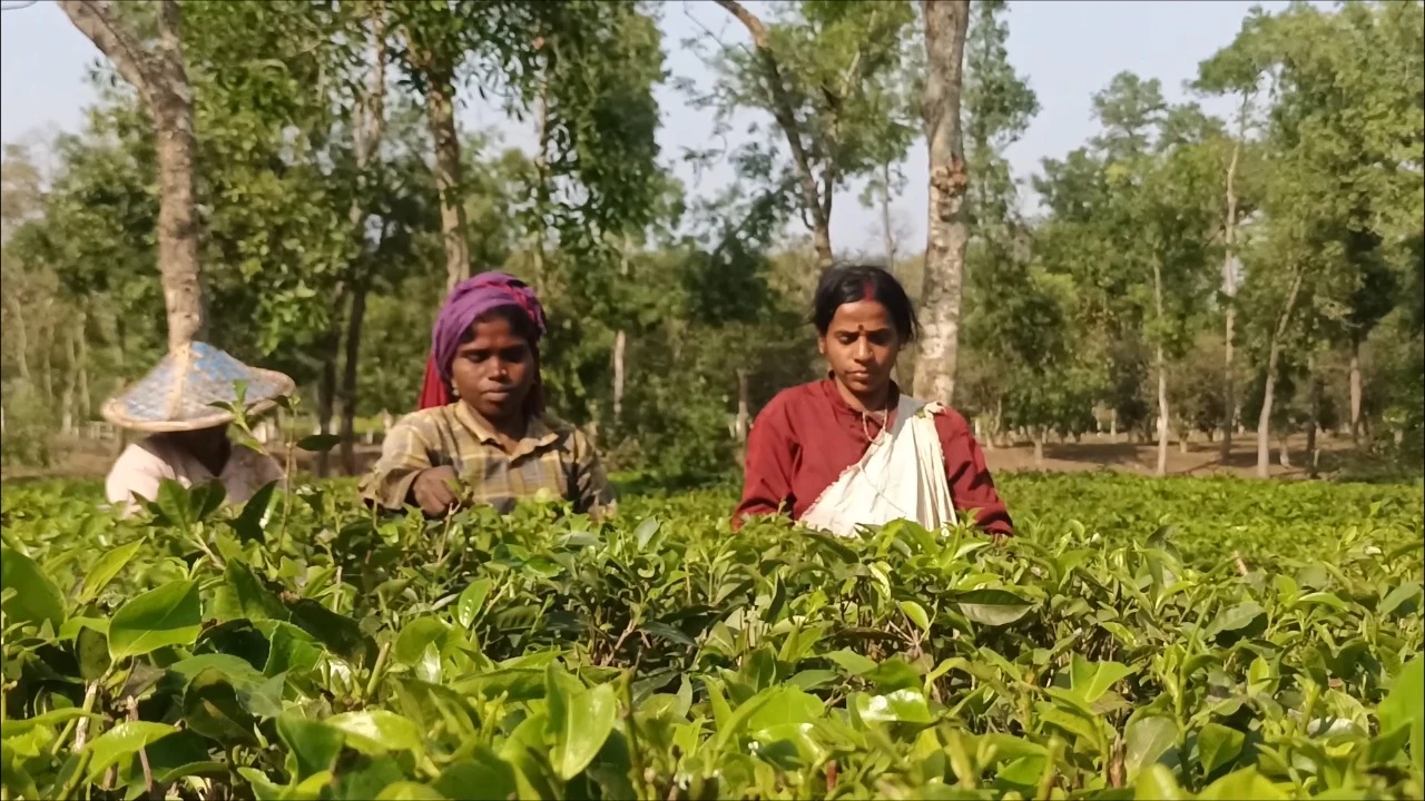 জ্বালানি সংকট দীর্ঘায়িত হলে বড় লোকসানের আশঙ্কা চা শিল্পে
