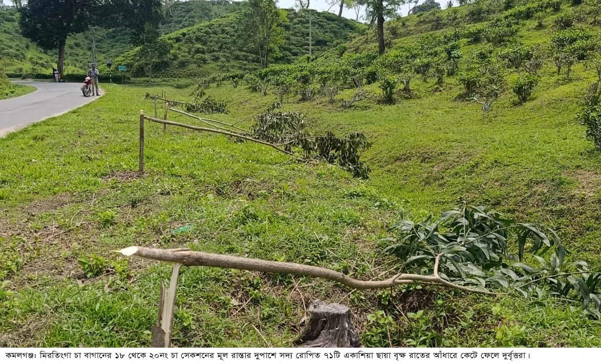 মিরতিংগা চা বাগানে বৃক্ষ নিধন: উদ্বেগে কর্তৃপক্ষ, সুষ্ঠু বিচারের দাবি শ্রমিকদের