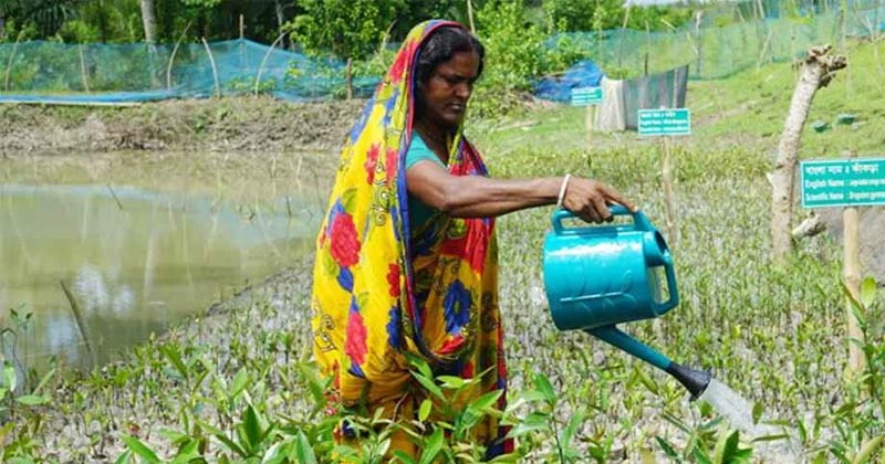 নদীর চরে নারীদের ম্যানগ্রোভ নার্সারি, বাড়ছে কর্মসংস্থান