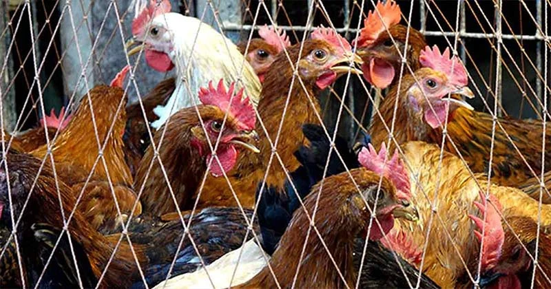 খোলা বাজারে ‘সোনালী’ নামে বিক্রি হচ্ছে ভিন্ন জাতের মুরগি