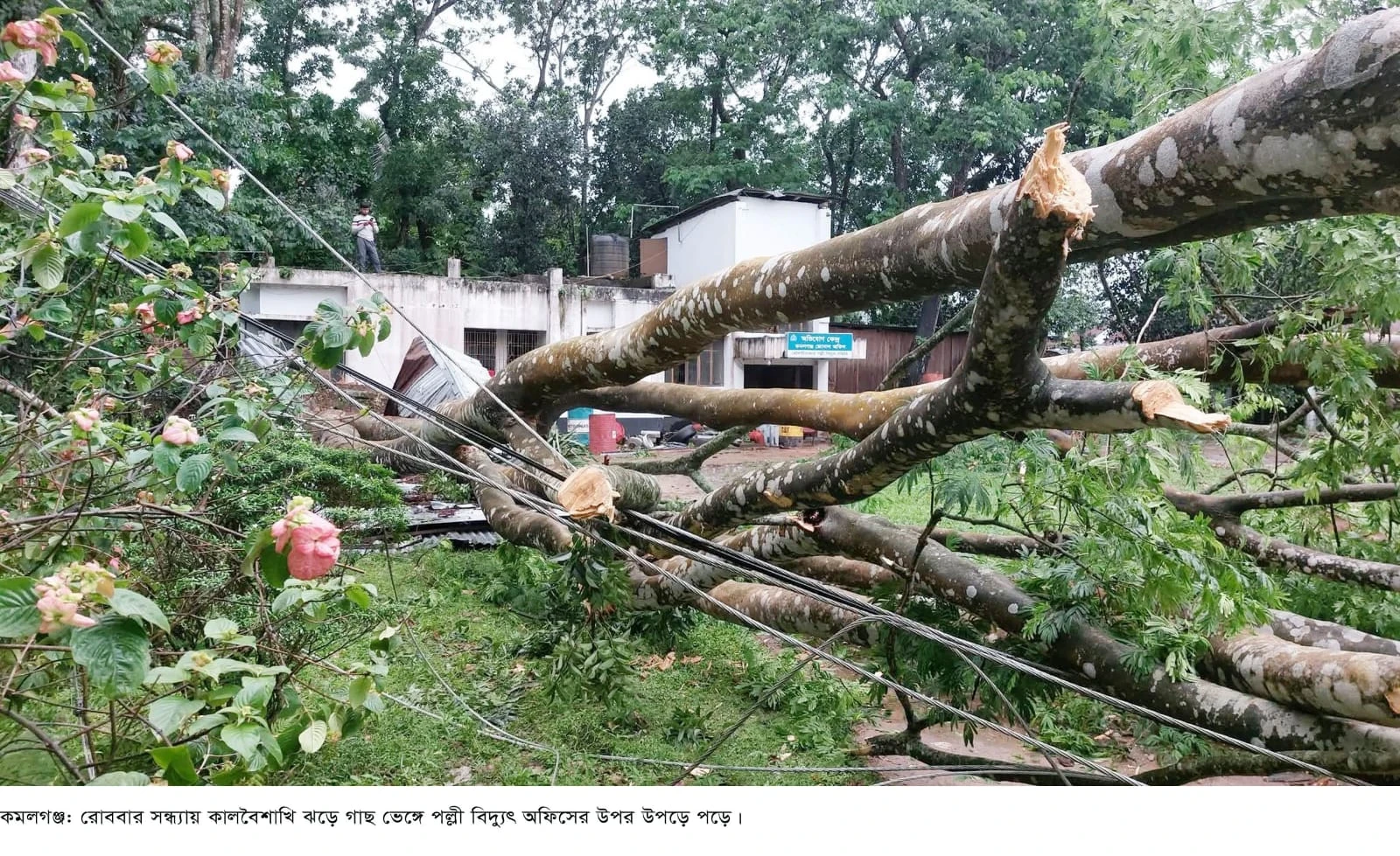 কমলগঞ্জে কালবৈশাখীর তাণ্ডব: লন্ডভন্ড বিদ্যুৎ ব্যবস্থা, অর্ধশতাধিক ঘর ক্ষতিগ্রস্ত