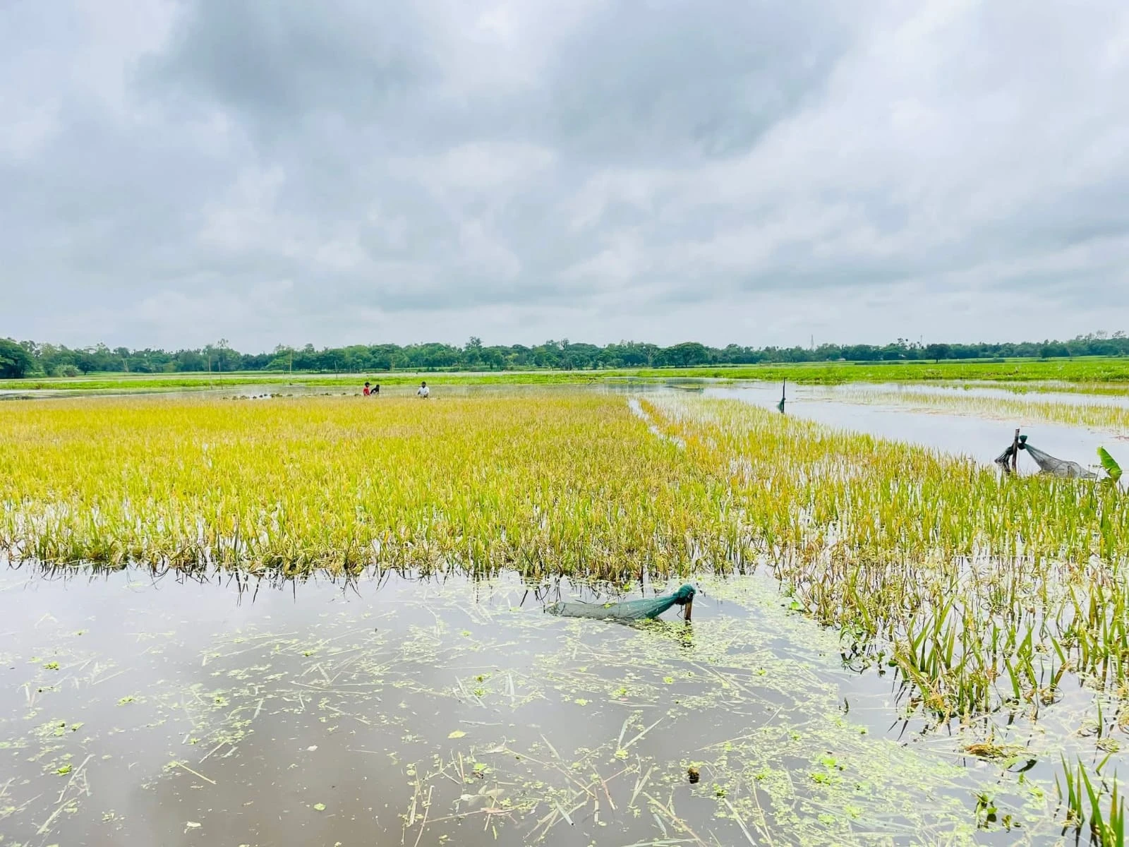 অতিবৃষ্টিতে তলিয়ে যাচ্ছে কৃষকের স্বপ্নের সোনালী ধান
