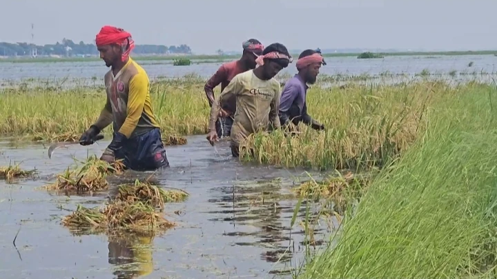 কিশোরগঞ্জে ২৪ ঘণ্টায় ১৬০ মিলিমিটার বৃষ্টিপাত, তলিয়ে গেছে ৩ হাজার হেক্টর ধানের জমি