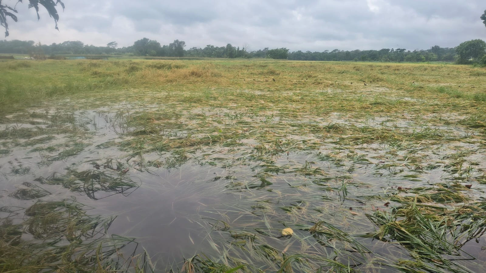 মতলবে কালবৈশাখী ঝড়ে হেলে পড়েছে আধাপাকা ধান, দুশ্চিন্তায় কৃষক