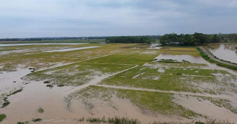 পাহাড়ি ঢলে মৌলভীবাজারে ৩০ গ্রাম পানিবন্দি: ব্যাপক ক্ষতিগ্রস্ত ধানক্ষেত
