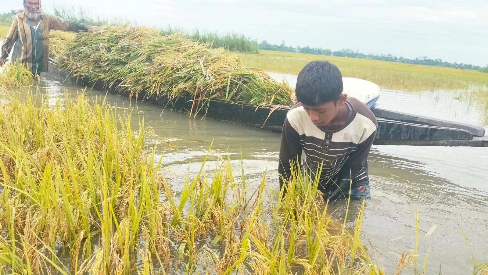 টানা ভারী বর্ষণে ডুবছে হাওর, ভেঙে গেছে হাজারো কৃষকের স্বপ্ন