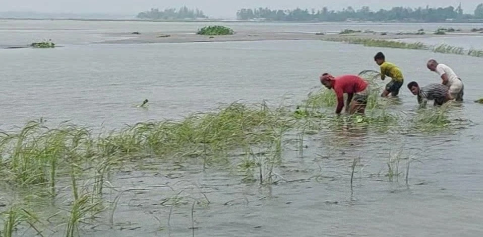 কুড়িগ্রামে টানা বৃষ্টি ও ঝড়ে ডুবছে ধান-ভুট্টা, ব্যাপক ক্ষয়ক্ষতি