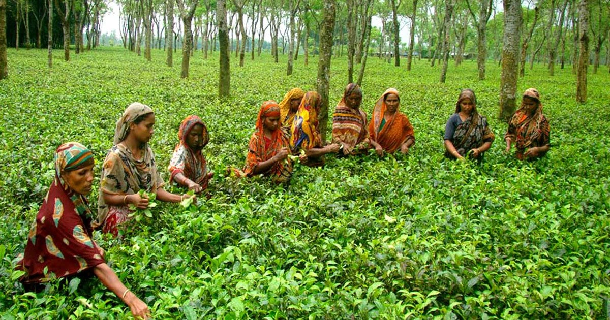 মে দিবস: চা শ্রমিকের ঘামে চা উৎপাদন বাড়লেও কাটেনি দারিদ্র্যের অন্ধকার