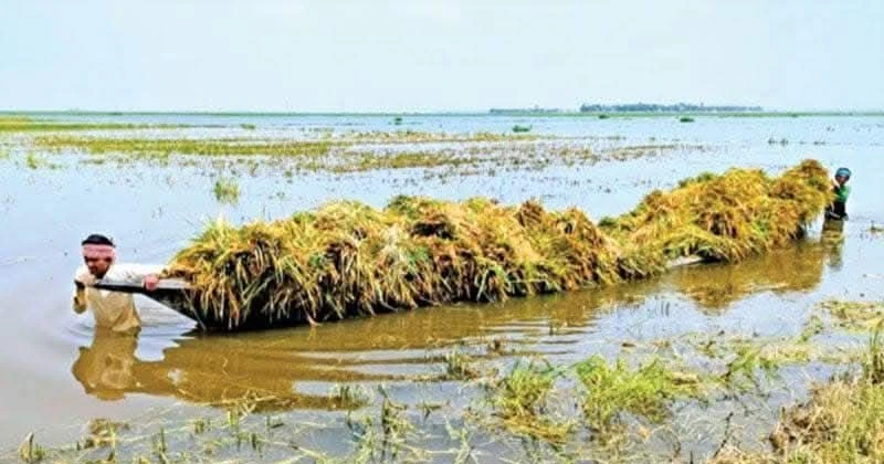 কসবায় দ্রুত পাকা ধান কাটার নির্দেশ