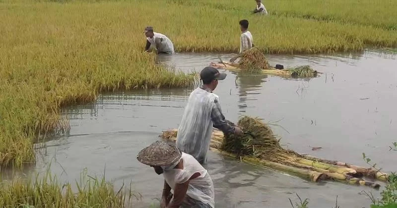 মৌলভীবাজারে বাড়ছে হাওরের পানি, নতুন করে ডুবছে ধান