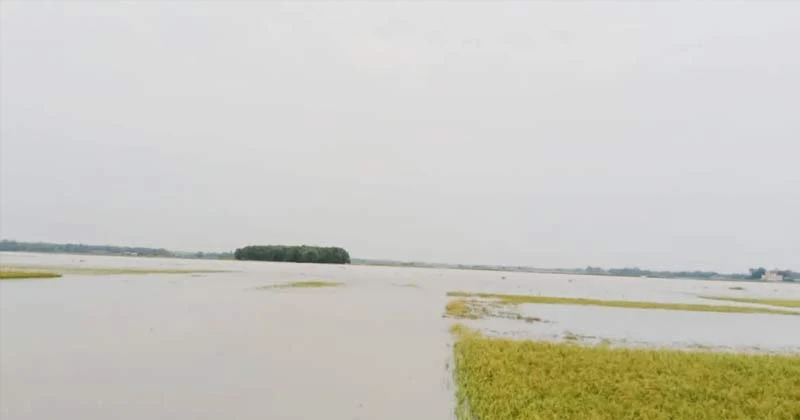 মৌলভীবাজারে কাওয়াদিঘি হাওরে ধান বোঝাই নৌকা ডুবে চা শ্রমিকের মৃত্যু