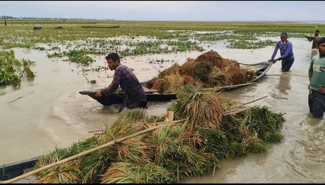 পাম্প বিকল, হাওরে ফসল বিপর্যয়: ৫০ কোটি টাকার ক্ষতি