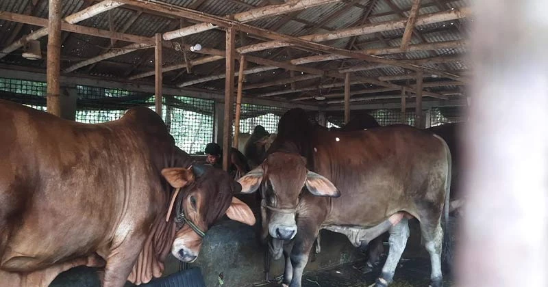 টুঙ্গিপাড়ায় প্রবাস জীবনের ইতি টেনে খামারি নাজিম, বছরে ১০ লাখ টাকা লাভের হাতছানি
