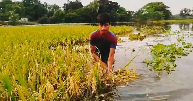 বারহাট্টায় খাল দখল করে  ফিসারি,তলিয়ে গেল কৃষকের ধান