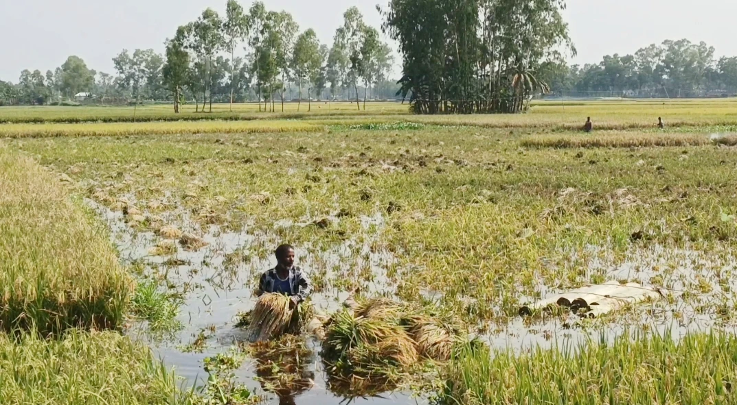গঙ্গাচড়ায় বৃষ্টি থামলেও কাটেনি সংকট, নিম্নাঞ্চলে তলিয়ে থাকা ধান কাটতে হিমশিম কৃষক