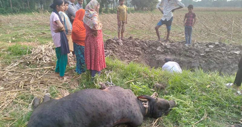 মতলবে লাম্পি স্কিন রোগে আতঙ্কে খামারিরা