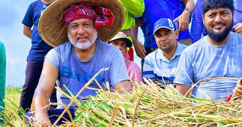 অসহায় বিধবা নারীর ২ বিঘা জমির ধান কেটে দিলেন সংসদ সদস্য এসএম জিলানী