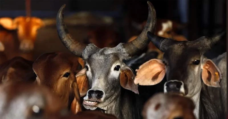 পশ্চিমবঙ্গে গরু জবাই নিষিদ্ধ