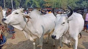 ভারতীয় পশু পাচার ঠেকাতে সীমান্তজুড়ে বিজিবির কঠোর নজরদারি